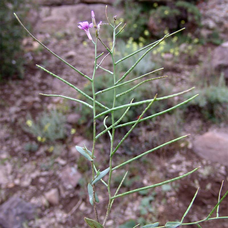 Image of Zuvanda meyeri specimen.