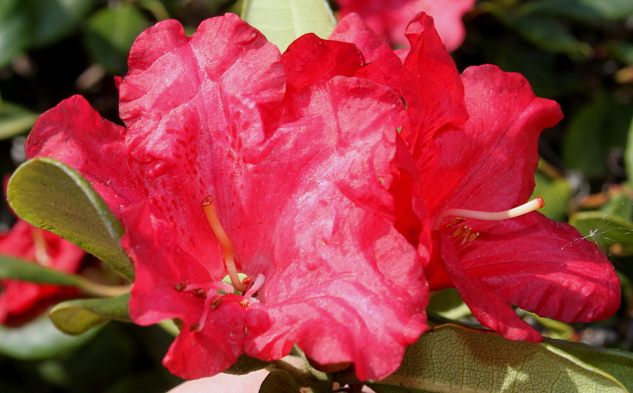 Изображение особи Rhododendron forrestii.