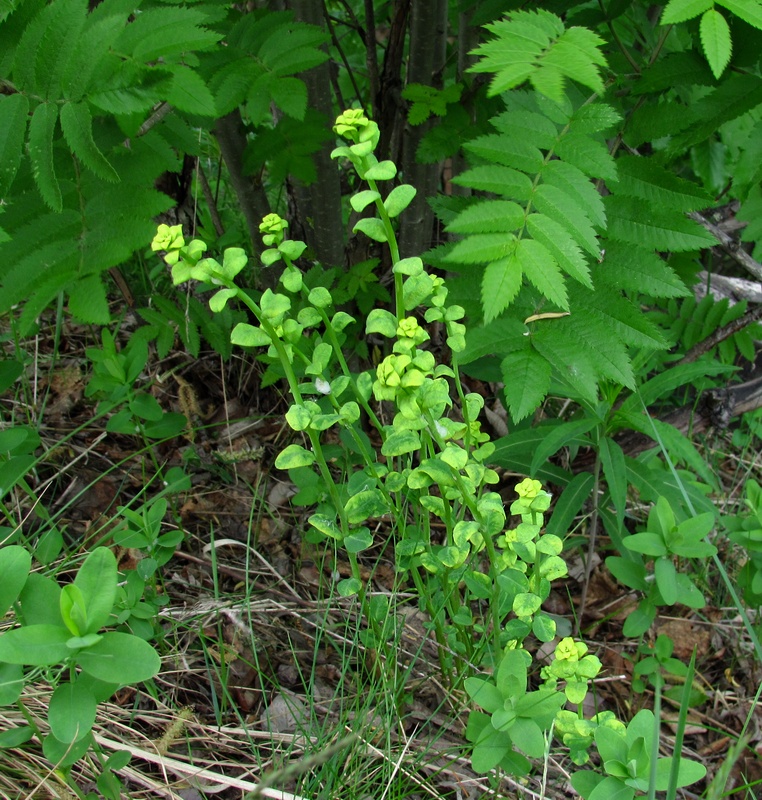 Изображение особи Euphorbia borodinii.