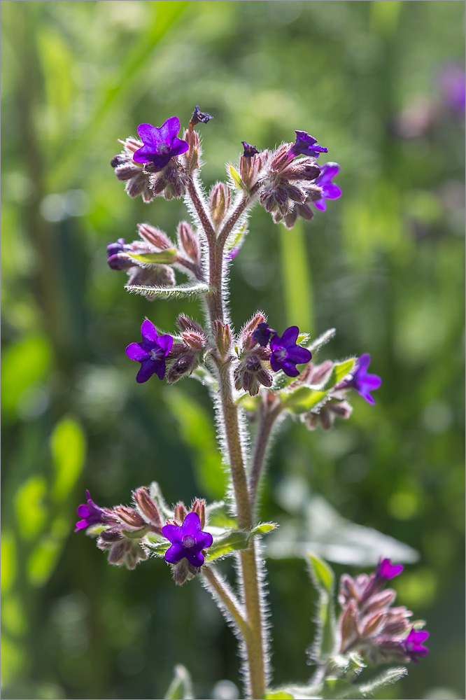 Image of Anchusa officinalis specimen.
