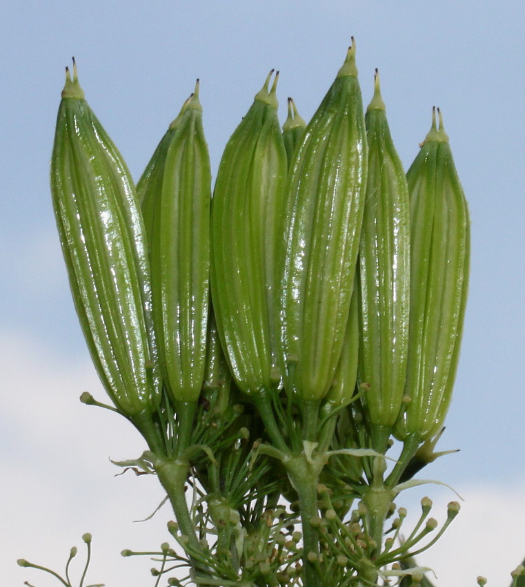 Image of Myrrhis odorata specimen.