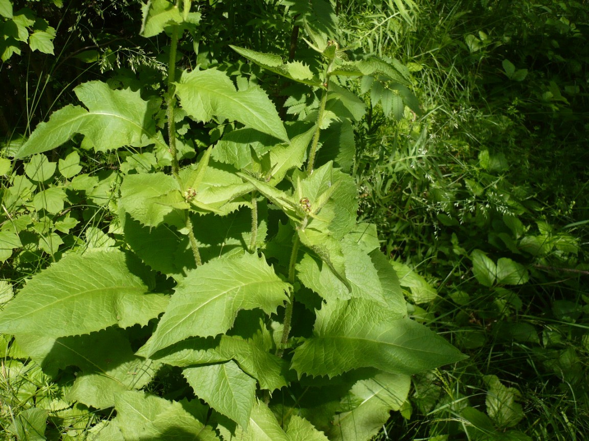 Image of Crepis sibirica specimen.