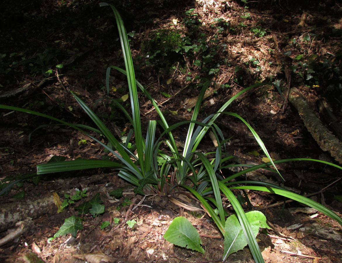 Изображение особи Carex pendula.