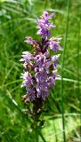 Dactylorhiza fuchsii. Верхушка отцветающего соцветия. Ярославль, Петропавловский парк, заболоченный участок в верховьях ручья. 13 июля 2014 г.