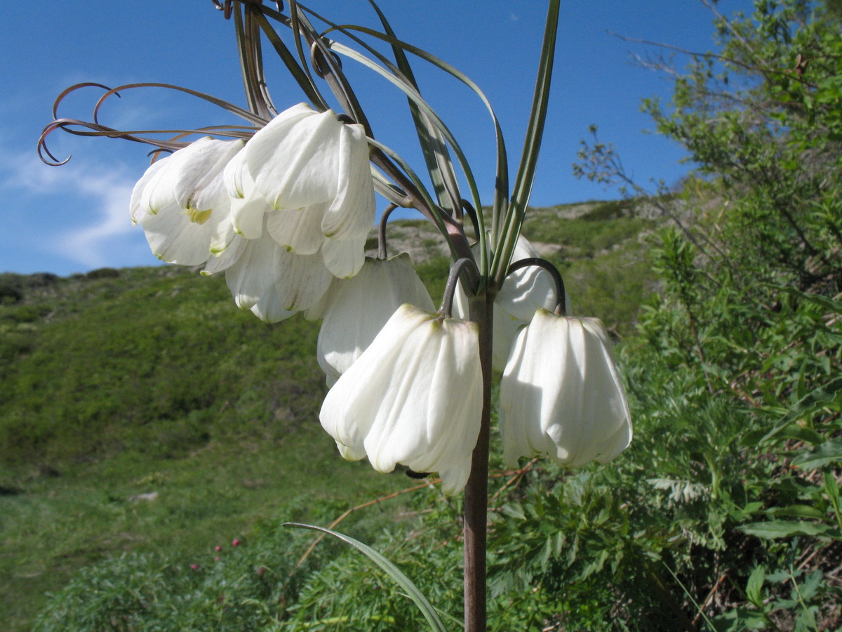 Image of Fritillaria verticillata specimen.