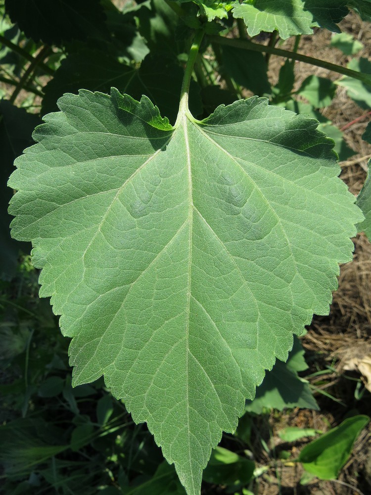 Image of Cyclachaena xanthiifolia specimen.