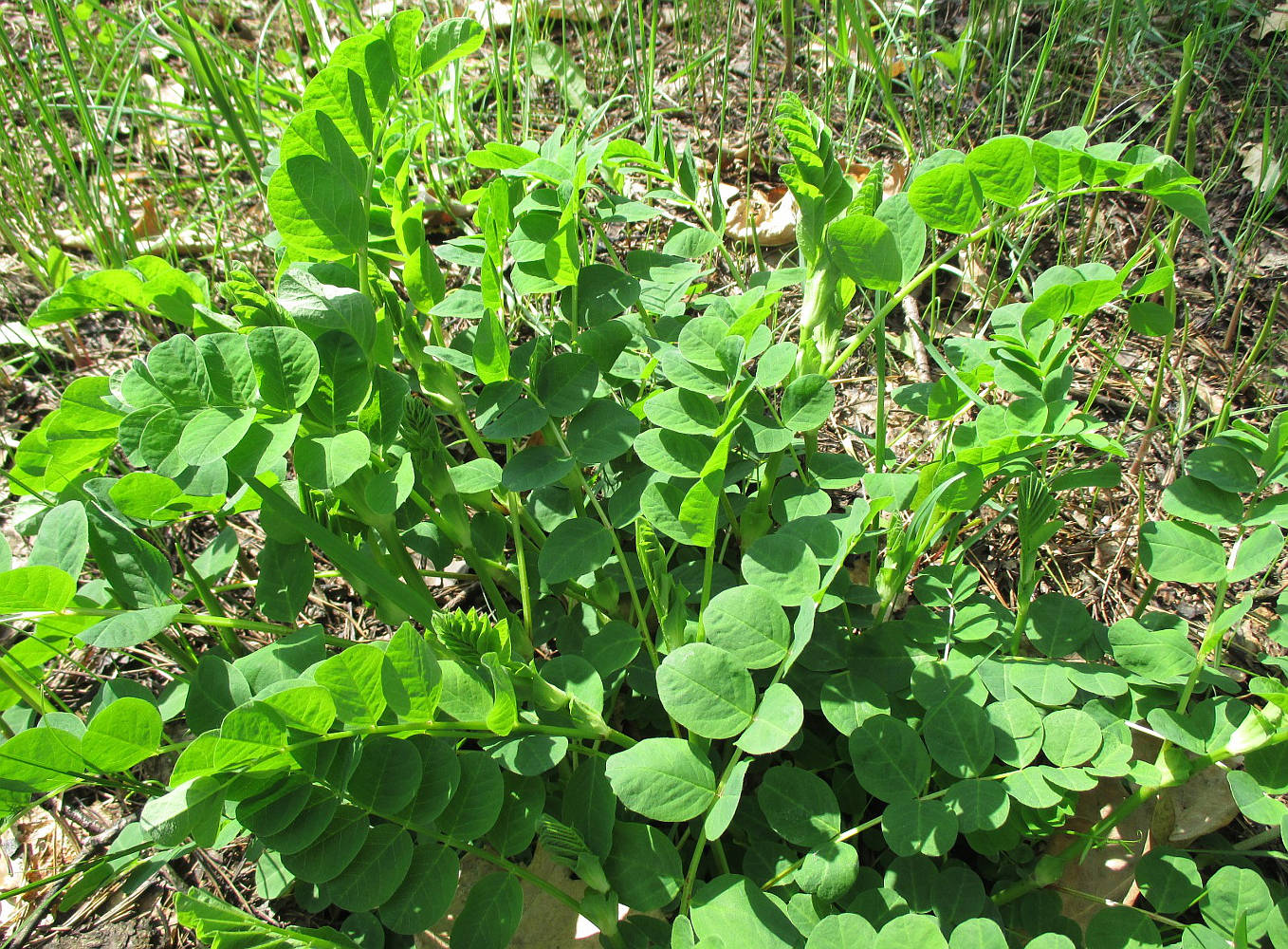 Изображение особи Astragalus glycyphyllos.