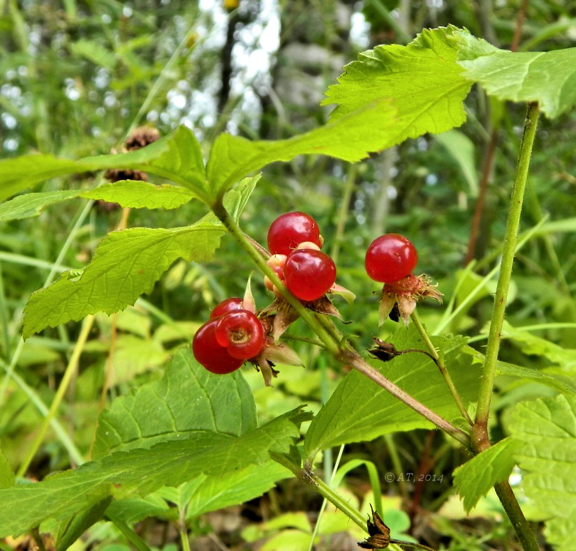 Image of Rubus saxatilis specimen.