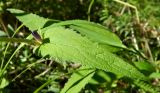 Campanula glomerata. Лист и бутон. Якутия, Хангаласский улус, национальный природный парк \"Ленские столбы\". Июль 2013 г.