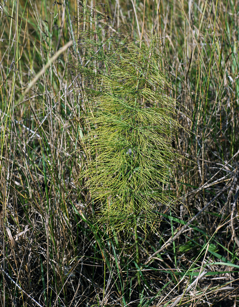 Изображение особи Equisetum sylvaticum.