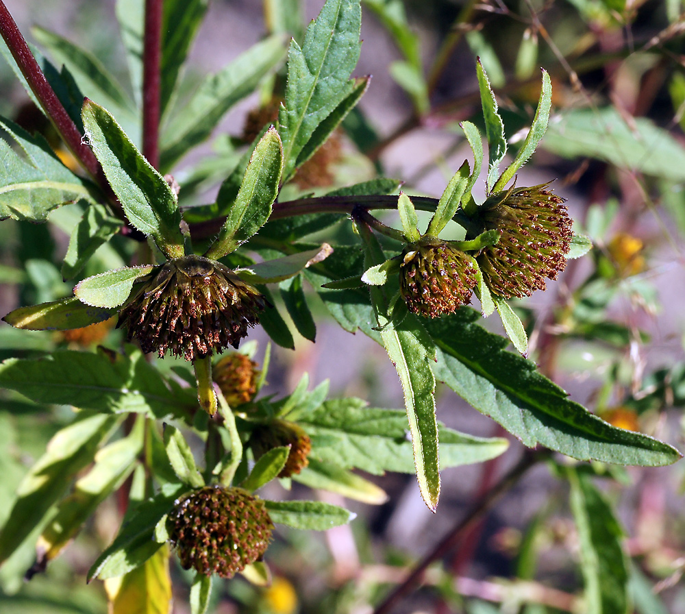 Image of Bidens frondosa specimen.