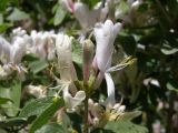 Lonicera nummulariifolia. Цветки (крупным планом). Узбекистан, Ташкентская обл., Бостанлыкский р-н, отроги Чаткальского хребта над ж.-д. станцией Ходжикент. 10.05.2008.