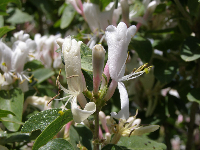 Image of Lonicera nummulariifolia specimen.