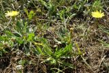 Leontodon saxatilis. Цветущее растение. Крым, Байдарская долина. 3 августа 2009 г.