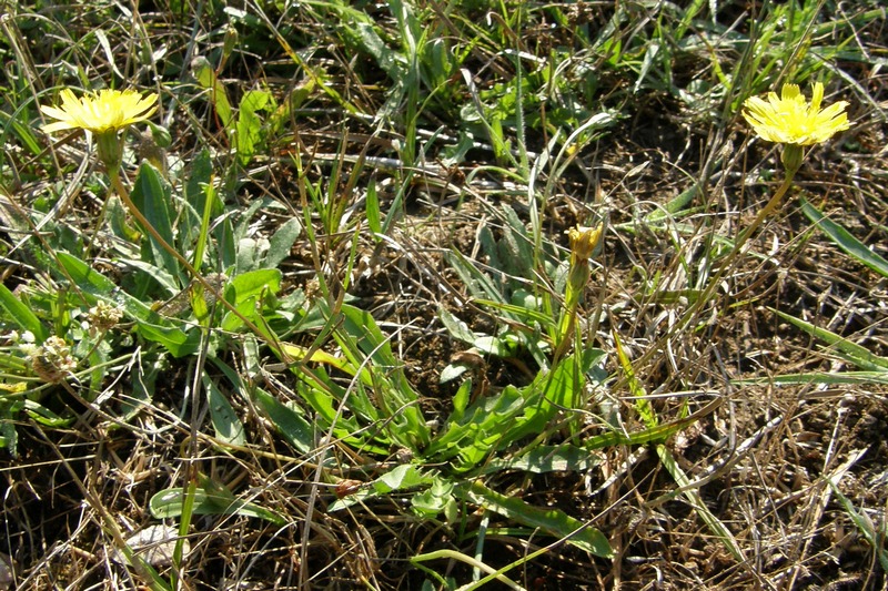 Image of Leontodon saxatilis specimen.