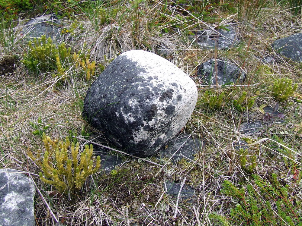 Image of Huperzia appressa specimen.