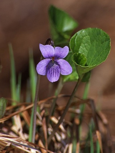 Изображение особи Viola epipsiloides.