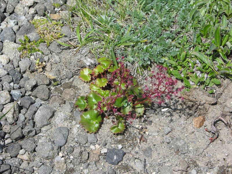 Изображение особи Micranthes purpurascens.