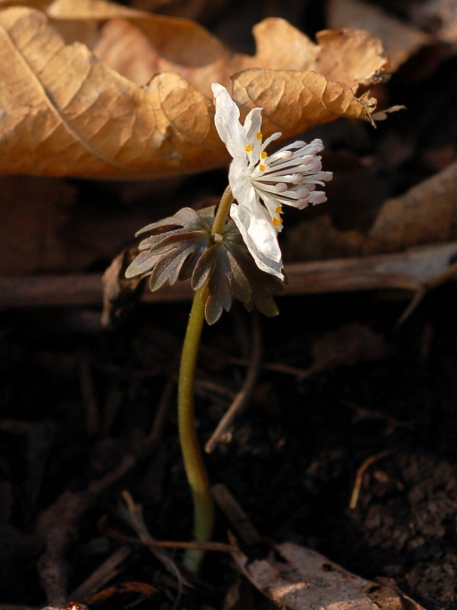 Image of Eranthis stellata specimen.