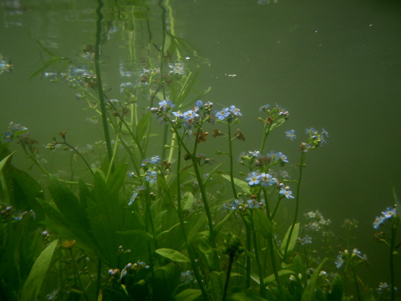 Изображение особи Myosotis palustris.