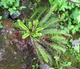 Polystichum lonchitis