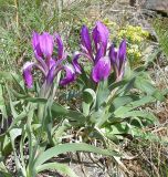 Iris glaucescens. Цветущие растения. Мугоджары, южный склон, 23.04.2006.
