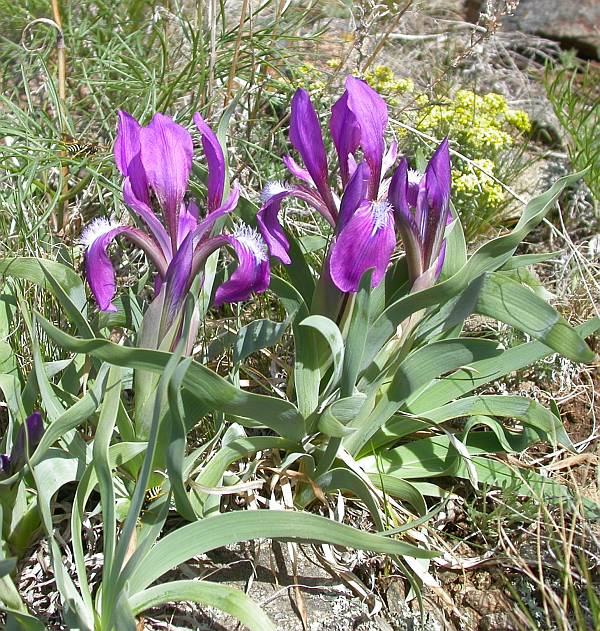 Image of Iris glaucescens specimen.