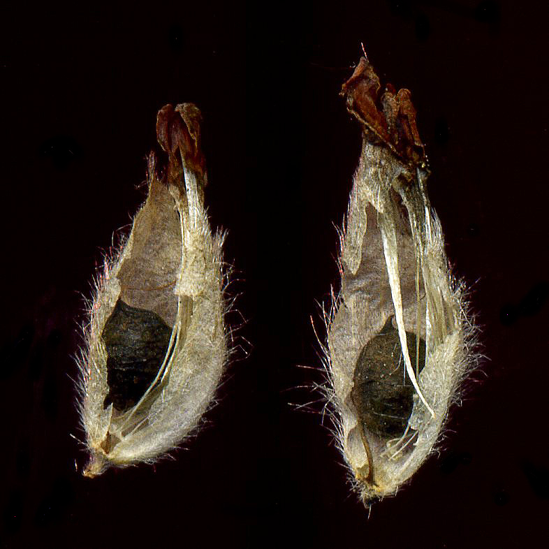 Изображение особи Anthyllis macrocephala.