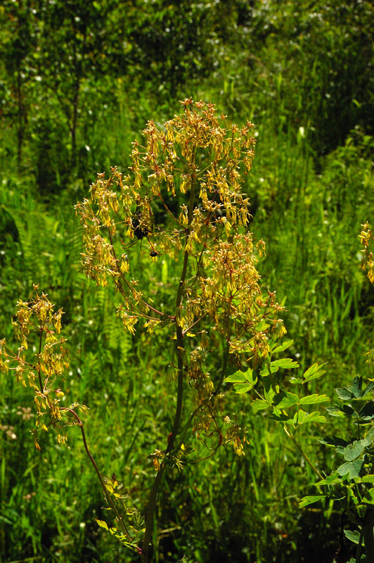 Image of Thalictrum flavum specimen.