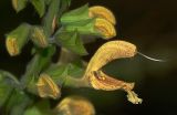 Salvia glutinosa. Часть соцветия. Украина, Закарпатская обл., Свалявский р-н, луг возле с. Солочин. 23 августа 2015 г.