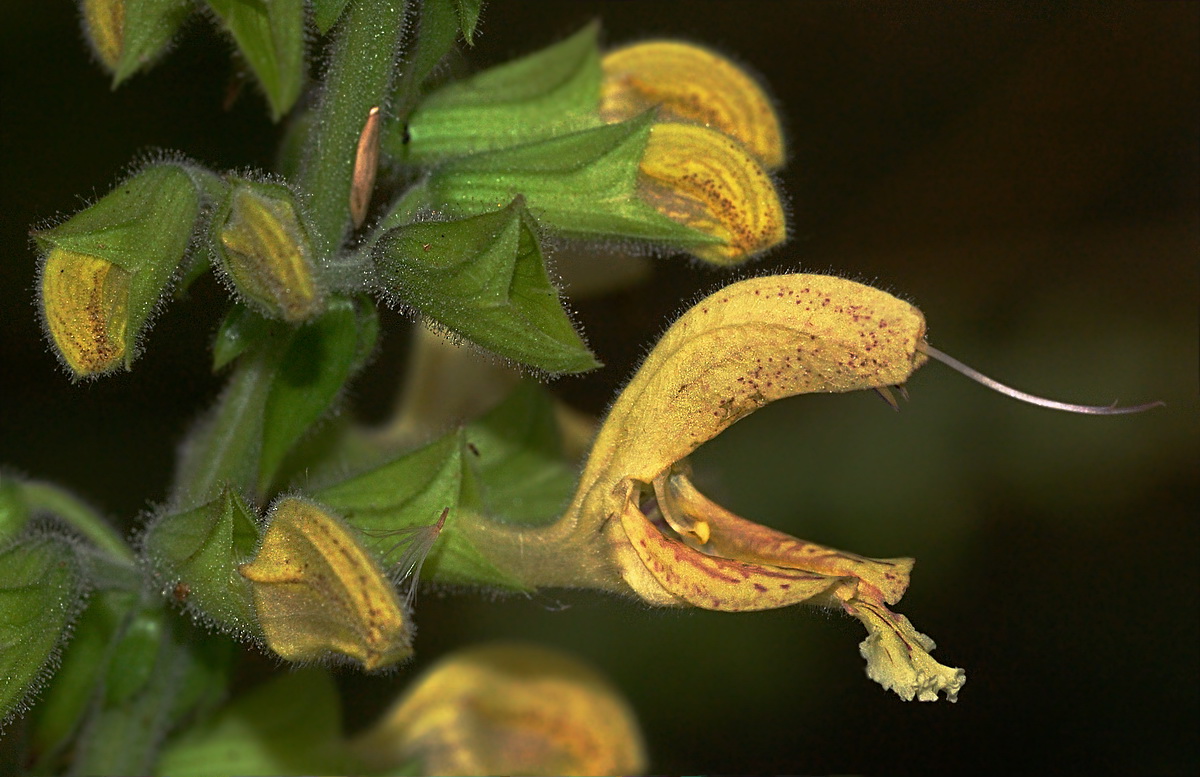 Изображение особи Salvia glutinosa.