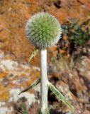 Echinops integrifolius