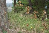 Carlina corymbosa