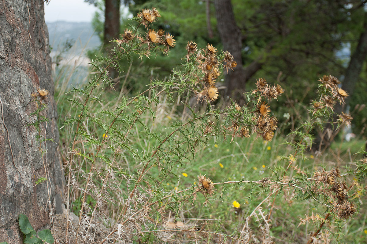 Image of Carlina corymbosa specimen.
