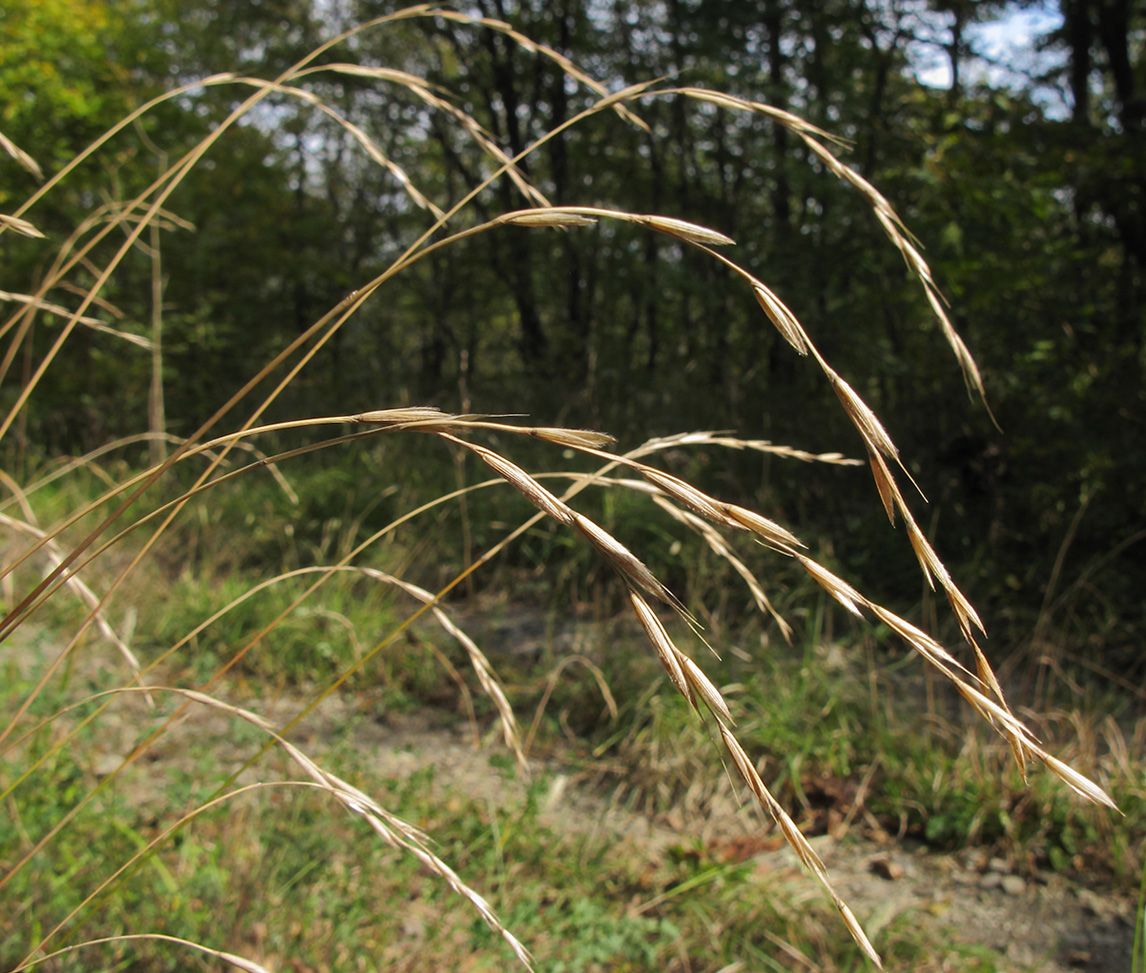 Image of Brachypodium sylvaticum specimen.