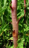 Orobanche gamosepala