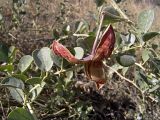 Capparis herbacea. Ветвь с раскрывшимся плодом. Южный Казахстан, ущелье р. Машат, ~1 км ниже трассы Чимкент - Алма-Ата. 04.09.2005.