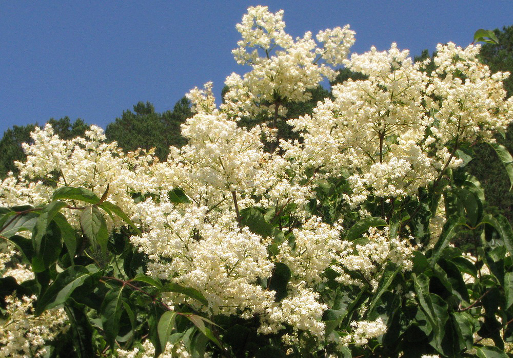Изображение особи Syringa amurensis.