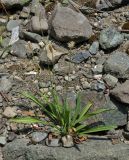 Plantago atrata