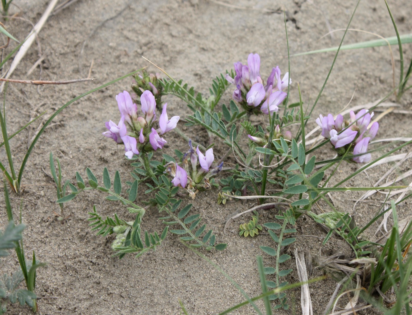 Image of Astragalus agrestis specimen.