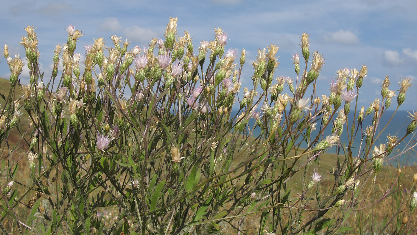 Изображение особи Klasea erucifolia.