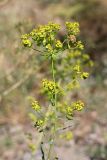 Euphorbia jaxartica