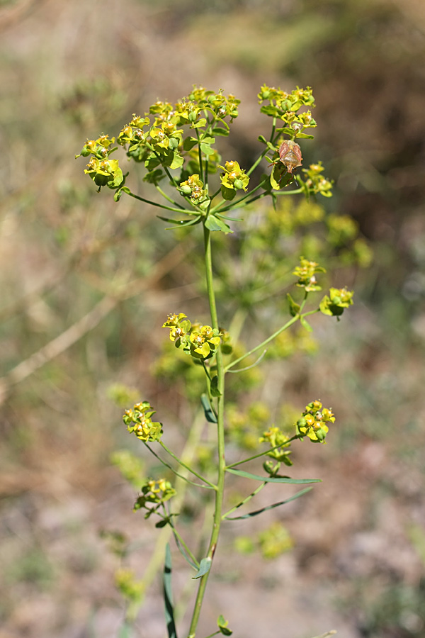 Изображение особи Euphorbia jaxartica.