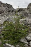 Larix sukaczewii