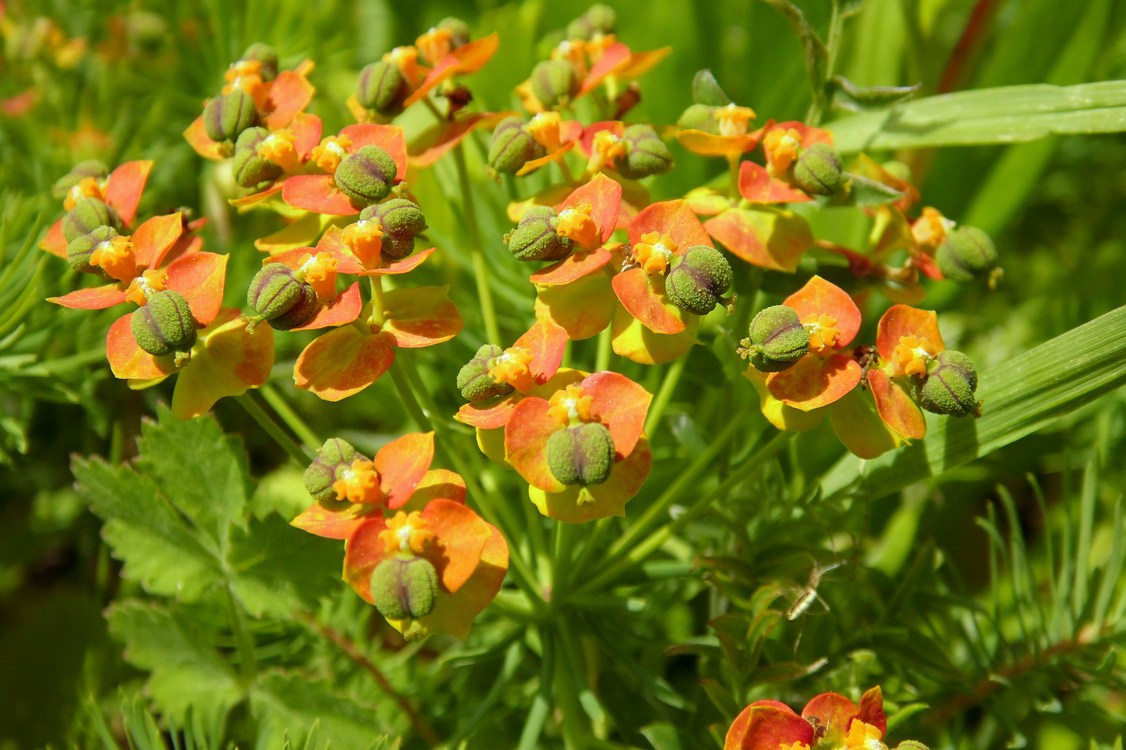 Изображение особи Euphorbia cyparissias.