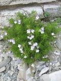 Veronica filifolia