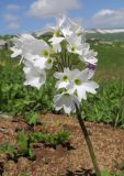 Primula amoena