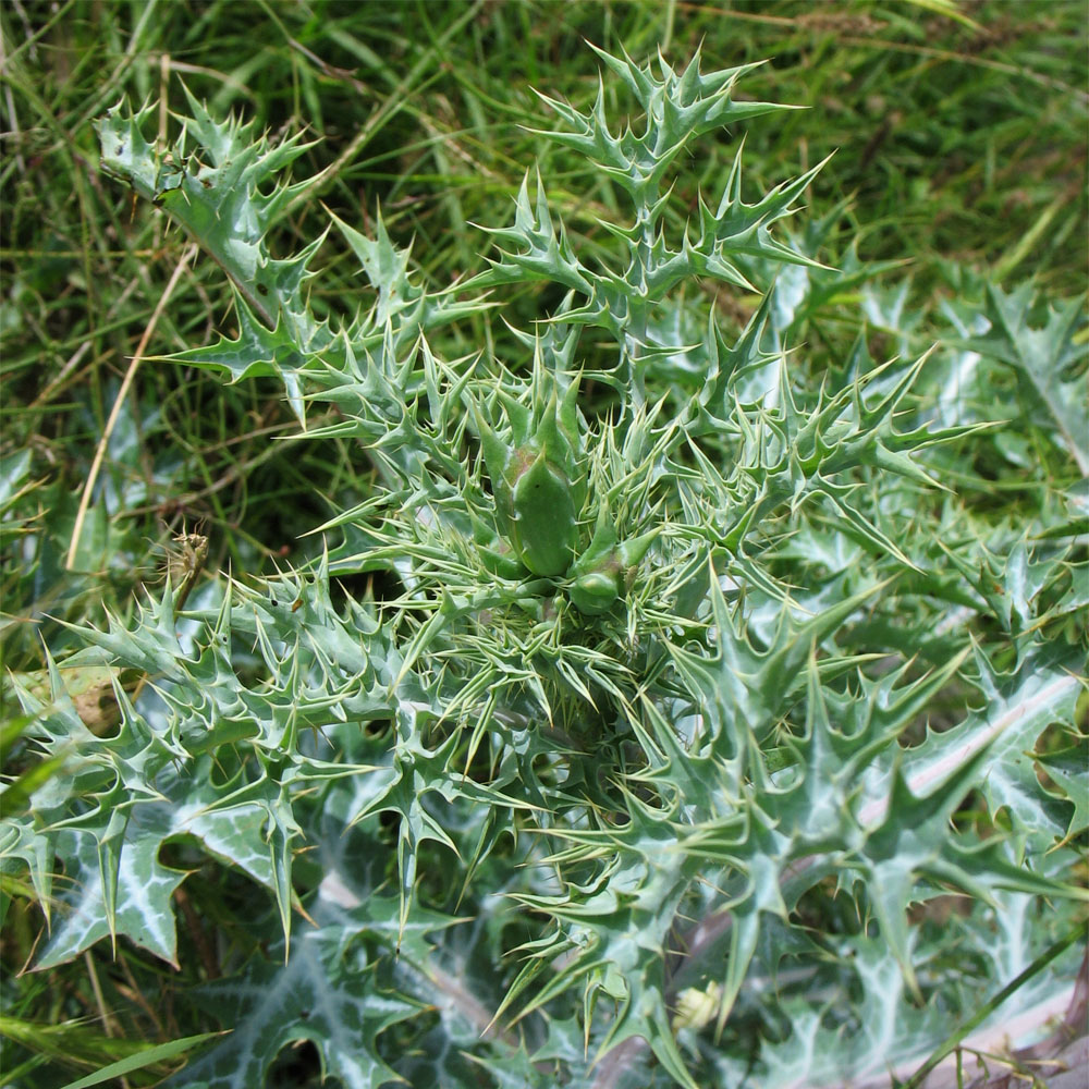 Изображение особи Argemone ochroleuca.