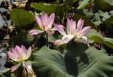 Nelumbo nucifera