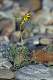 Corydalis impatiens. Цветущее растение. Бурятия, Кабанский р-н, окр. ж.-д. станции Речка Мишиха, берег Байкала. 06.08.2012.